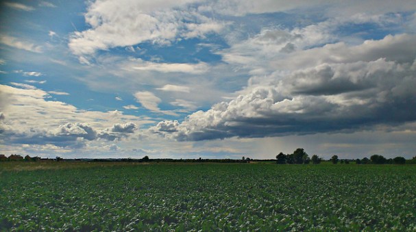 Field of Sugar Beet, taken near Ely by Dave Gunn. Usage here is under the Creative Commons License. https://creativecommons.org/licenses/by-nc/2.0/.
