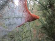 spidermites