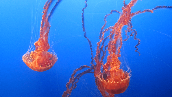 Jellyfish at Monterey Bay Aquarium, California.